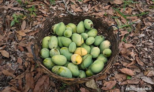 芒果产量低 品质差,诱因多,果农统筹规划逐一应对才能提品增产
